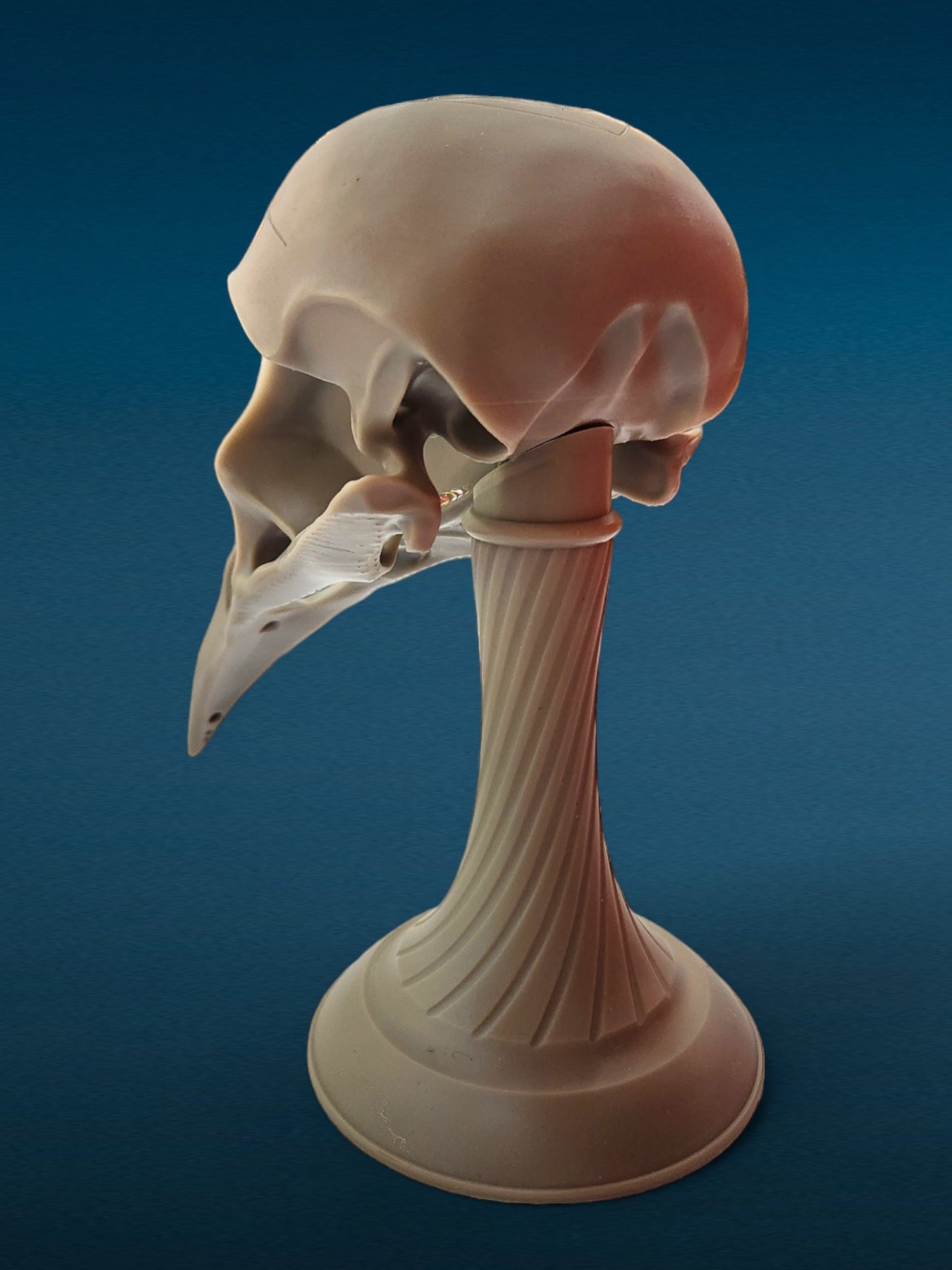 Crow Skull Bust - Unpainted 3D Resin Figurine for Hobby Painters & Collectors (7 Inch)